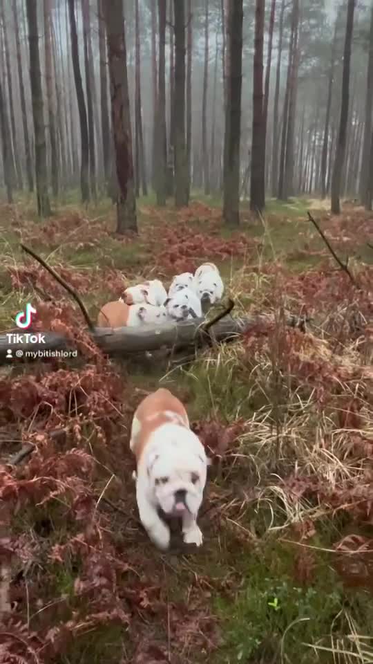 English Bulldogs