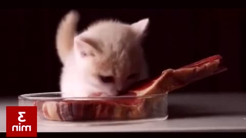 Funny pets compilation, funny cat try not to laugh