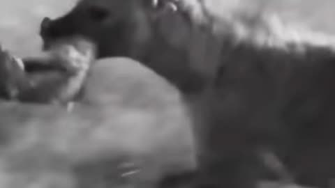 Hyenas Attack Lions Cubs || Wild Animal Compilation video
