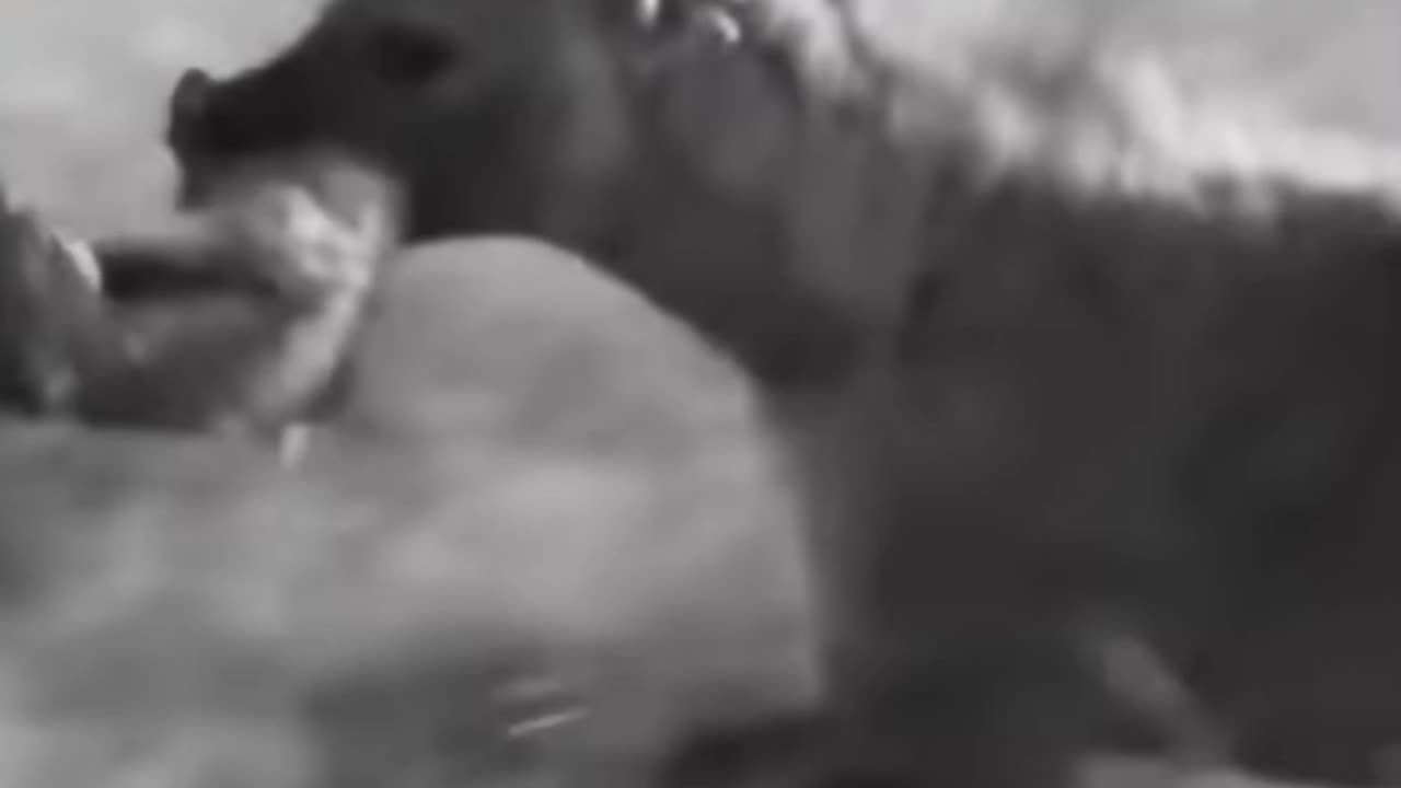 Hyenas Attack Lions Cubs || Wild Animal Compilation video