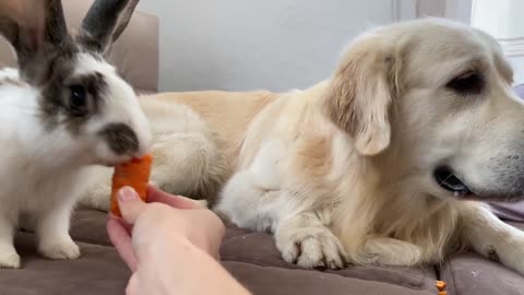 Golden Retriever Meets New Rabbit!