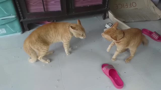 funny cat with cucumber