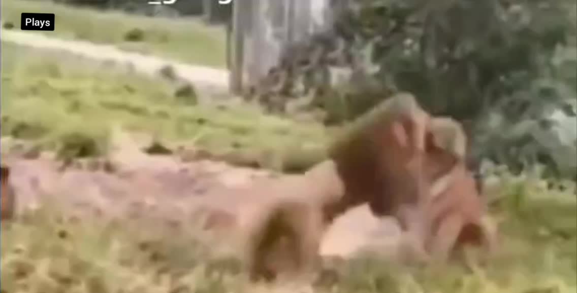 incredible lion and tiger fight