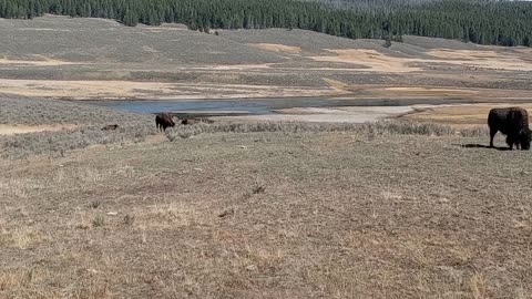 Yellowstone Bison