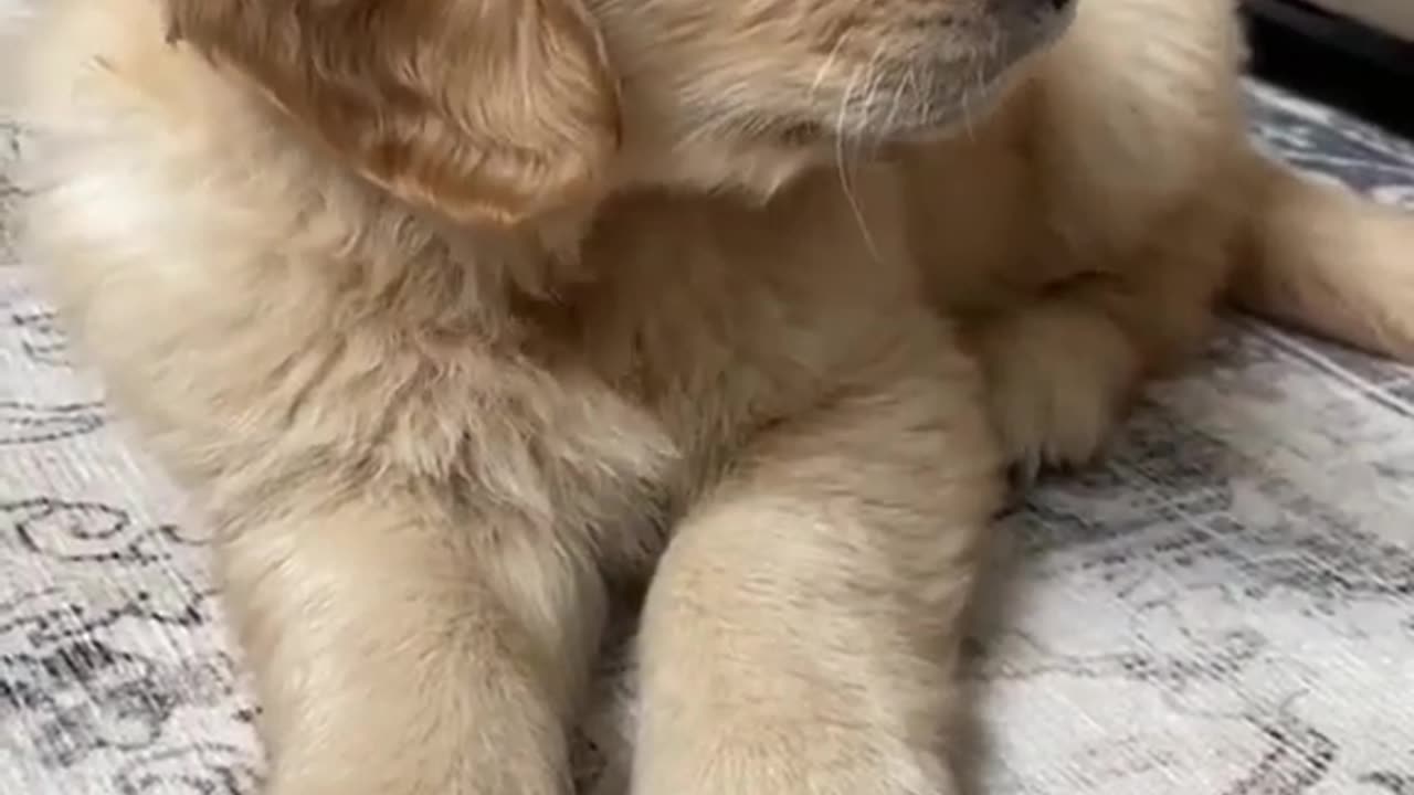 Beautiful Golden Retriever Puppy!