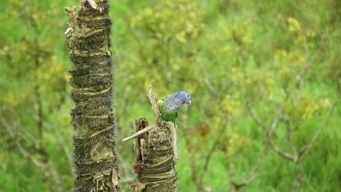 One of the most beautiful parrots in the world😻❤