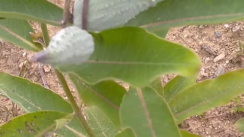Milkweed