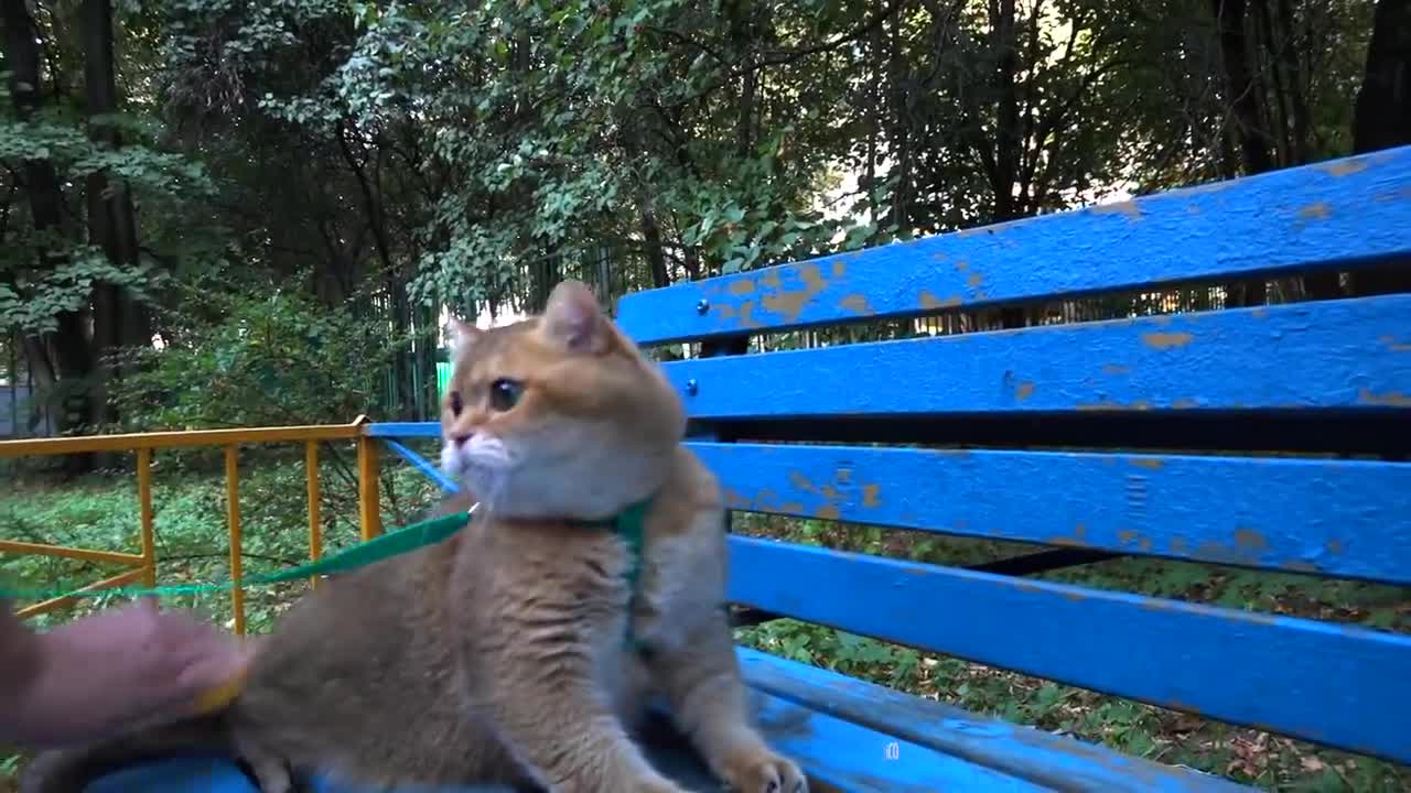 Hosico Cat on a walk