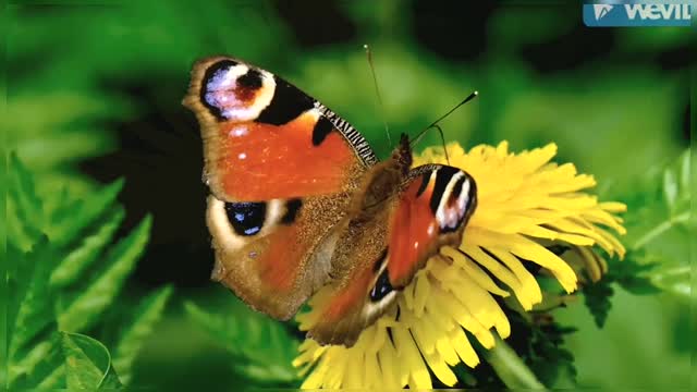 Beautiful Butterfly _