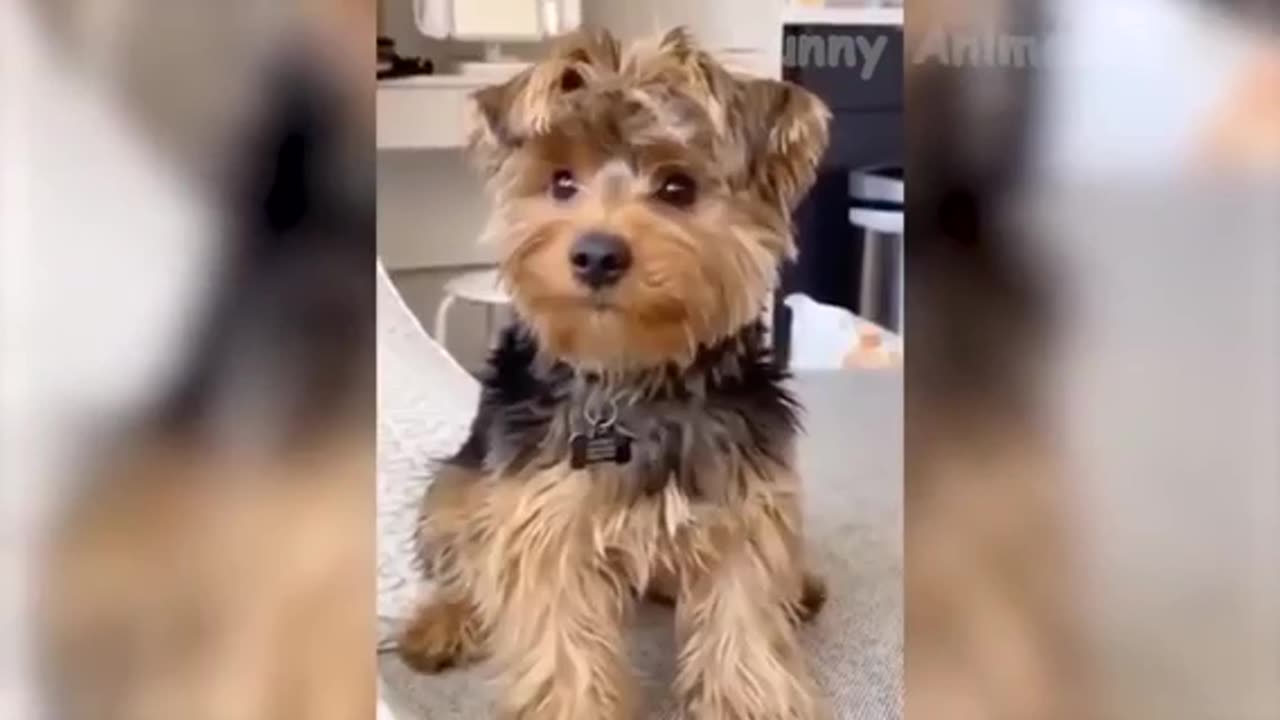 Funny Animal Video