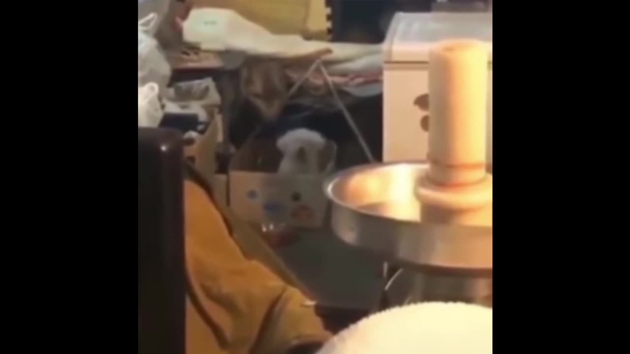 Dog Rocks out to Tool - The Pot