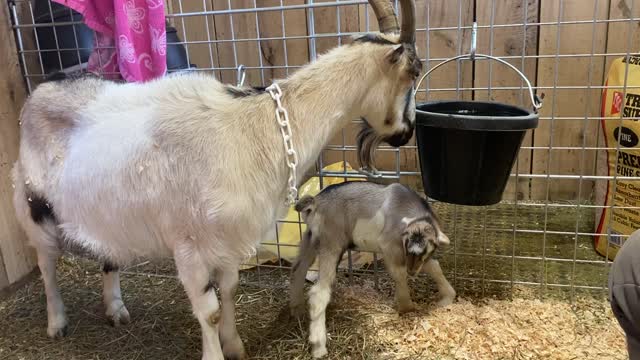 Karma's Baby Goat Born 8.7 Lbs 03.2022