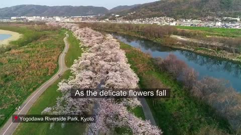 Discover Japan's cherry blossoms