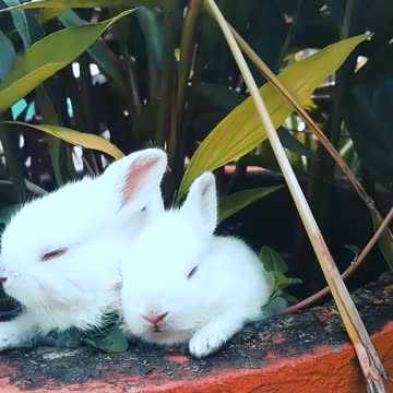 three little rabbits very cute i adore it !!!