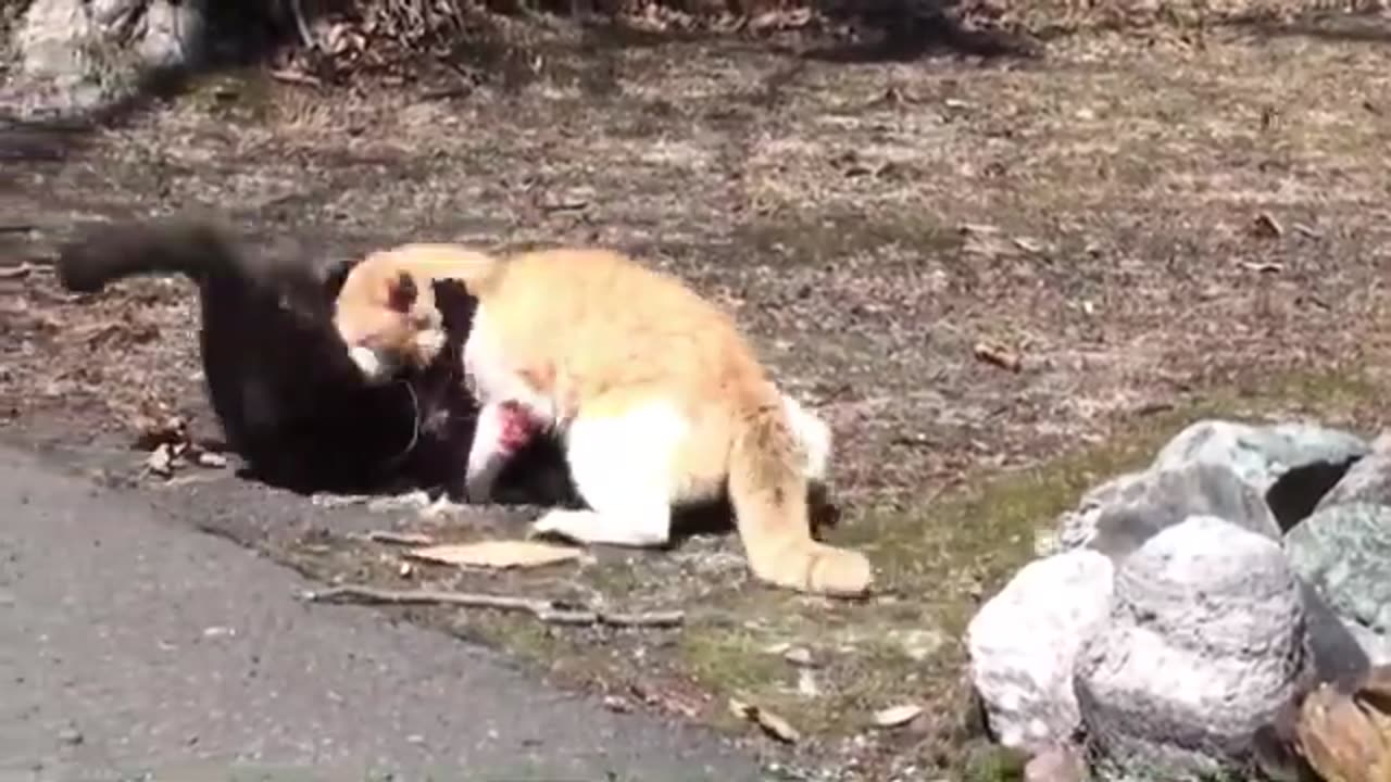 Cats fight