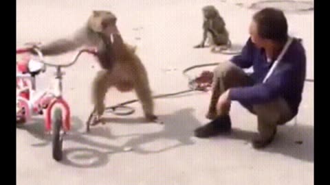 Funniest monkey 😂😂