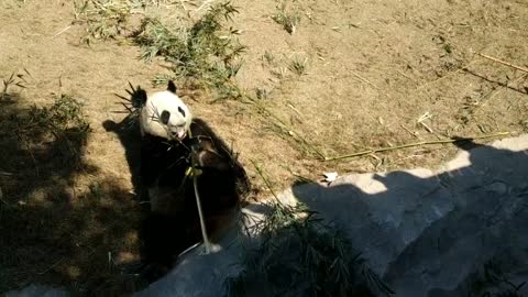 The giant panda