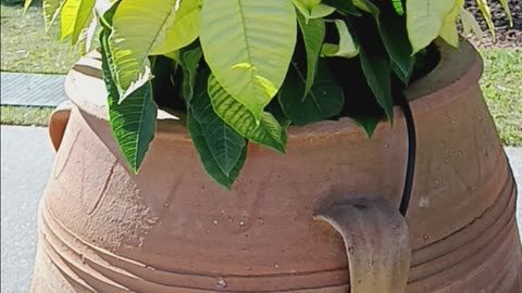 Pretty plants, pottery, big clock