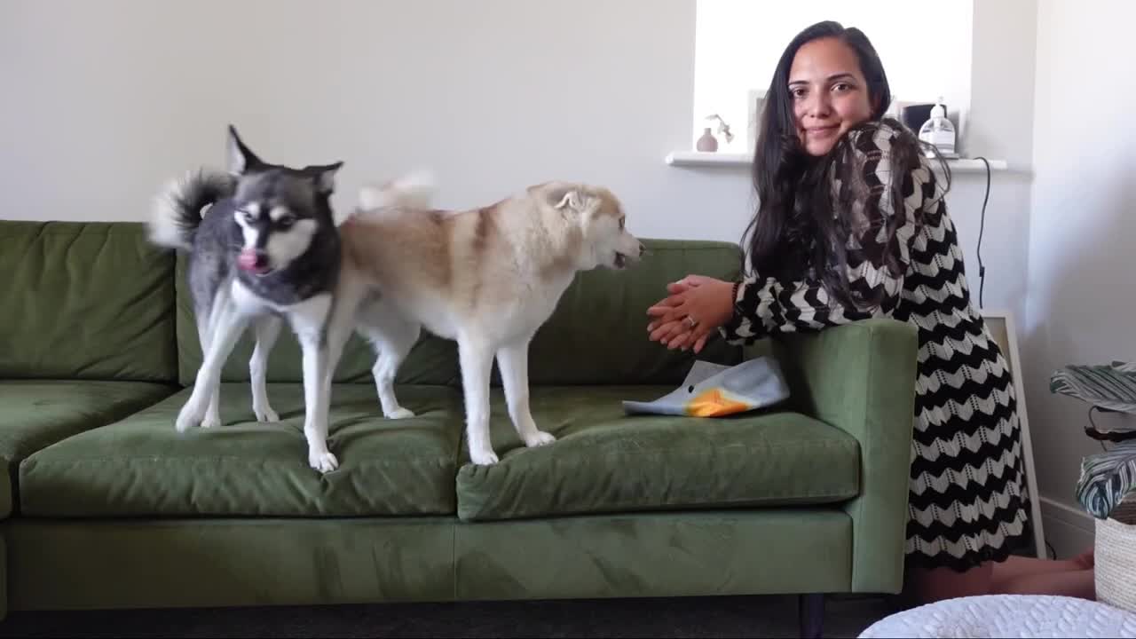 BRAVE Mini Husky Protects His Sister From Crazy Pigeon Lady