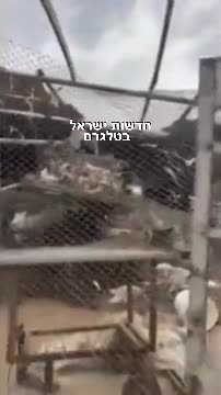 Unfortunate defenseless chickens 🐔 being killed in the war too