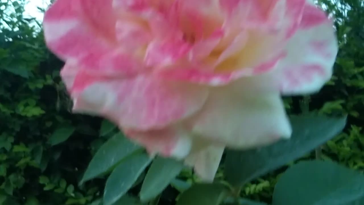 Beautiful Clips of My Garden 🌹💐💝🏡