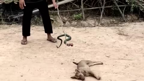 Funny Animal Video