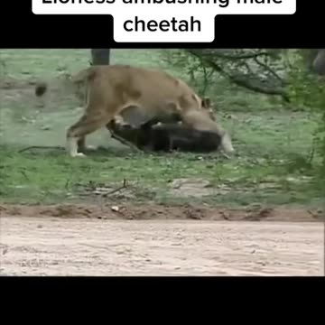 Lion Ambushing male cheetah leopard