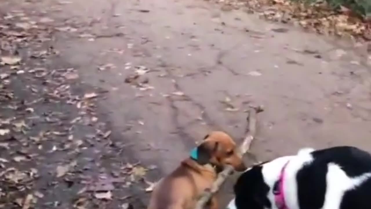 Dog And Biggest Stick In The World