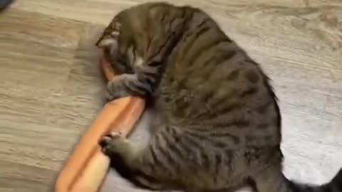 #CuteBabyAnimals #Funny #daily #Shorts #amushorts #rumble C065