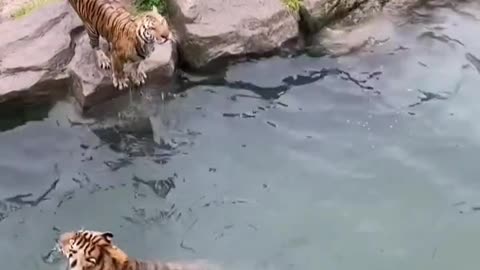 tiger