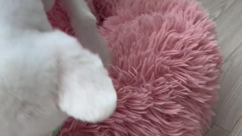 Tug play!