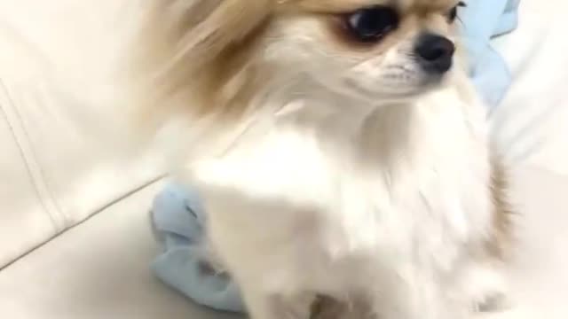 Cute dog