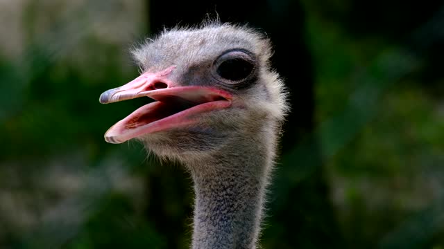 Bird Bouquet Head Animal Flightless Bird Eyes