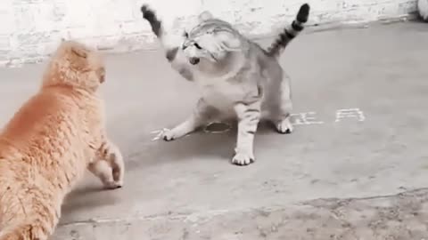 Cats fight