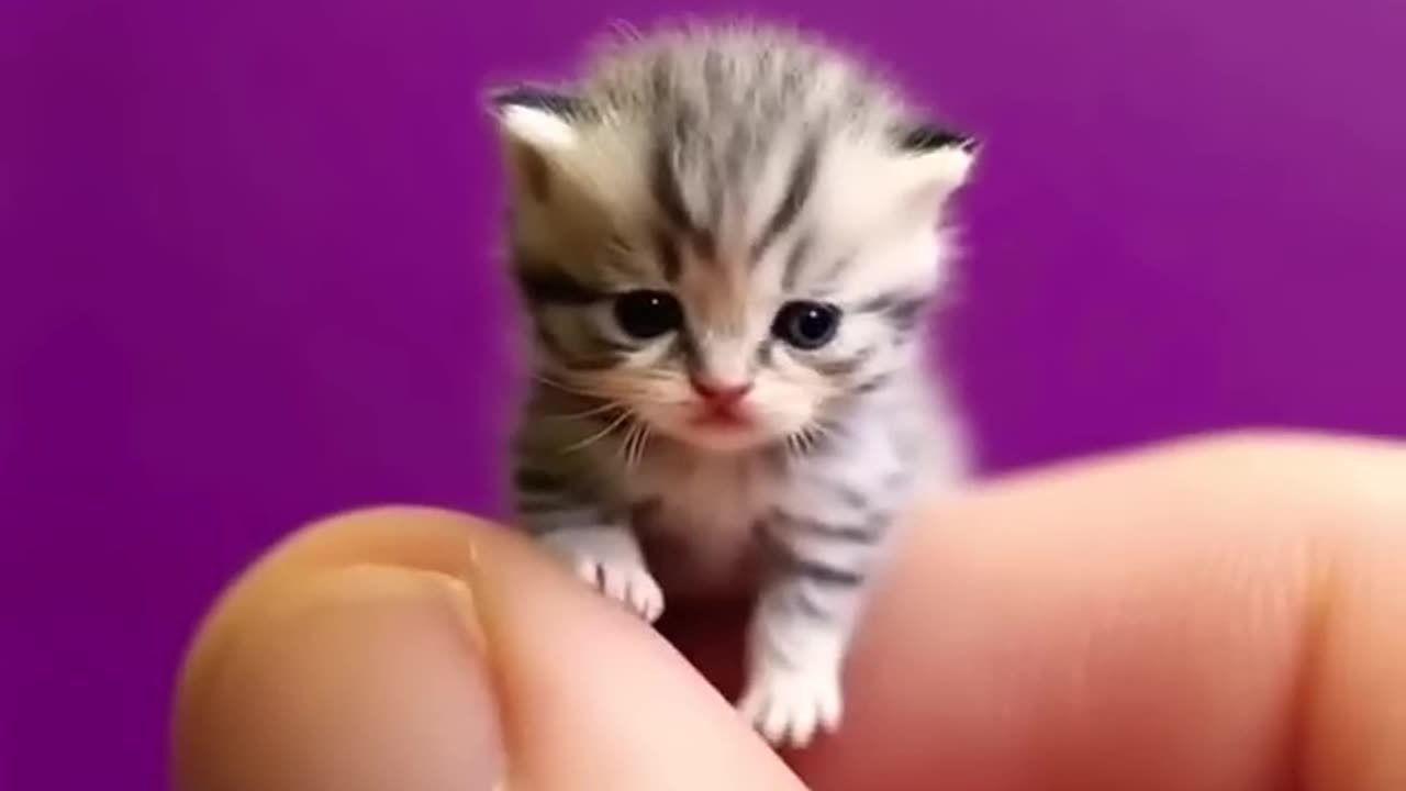Cute cats 🥰