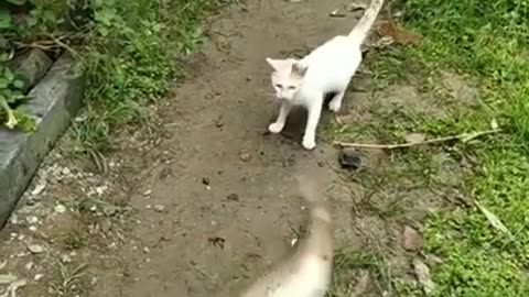 Cat Ran Away in Fear #shorts #viral #shortsvideo #video