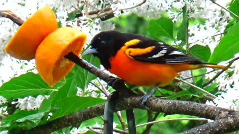 Oriole