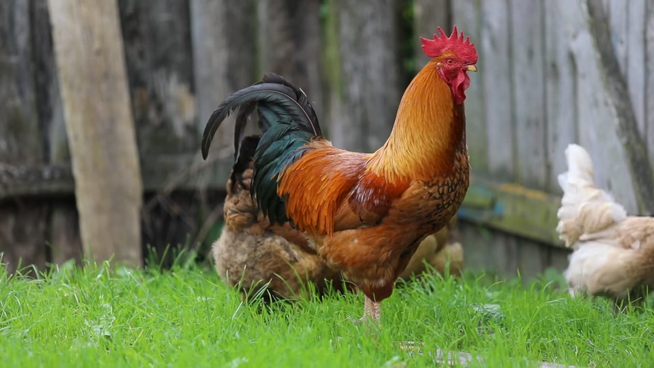 Red And White Cock | Chicken | Indian s No.1 Chicken |