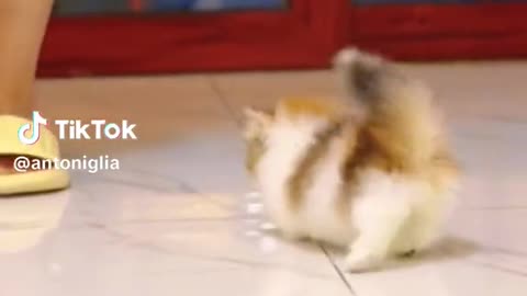 Cat running reverse