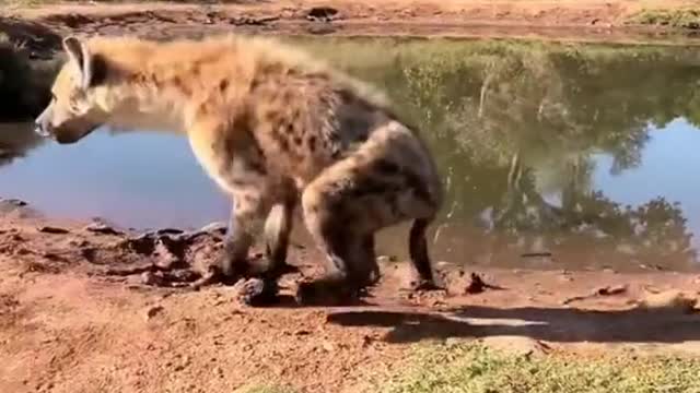 hyenas