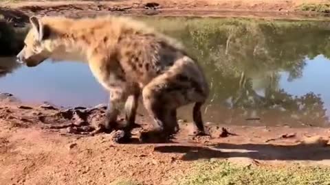 hyenas