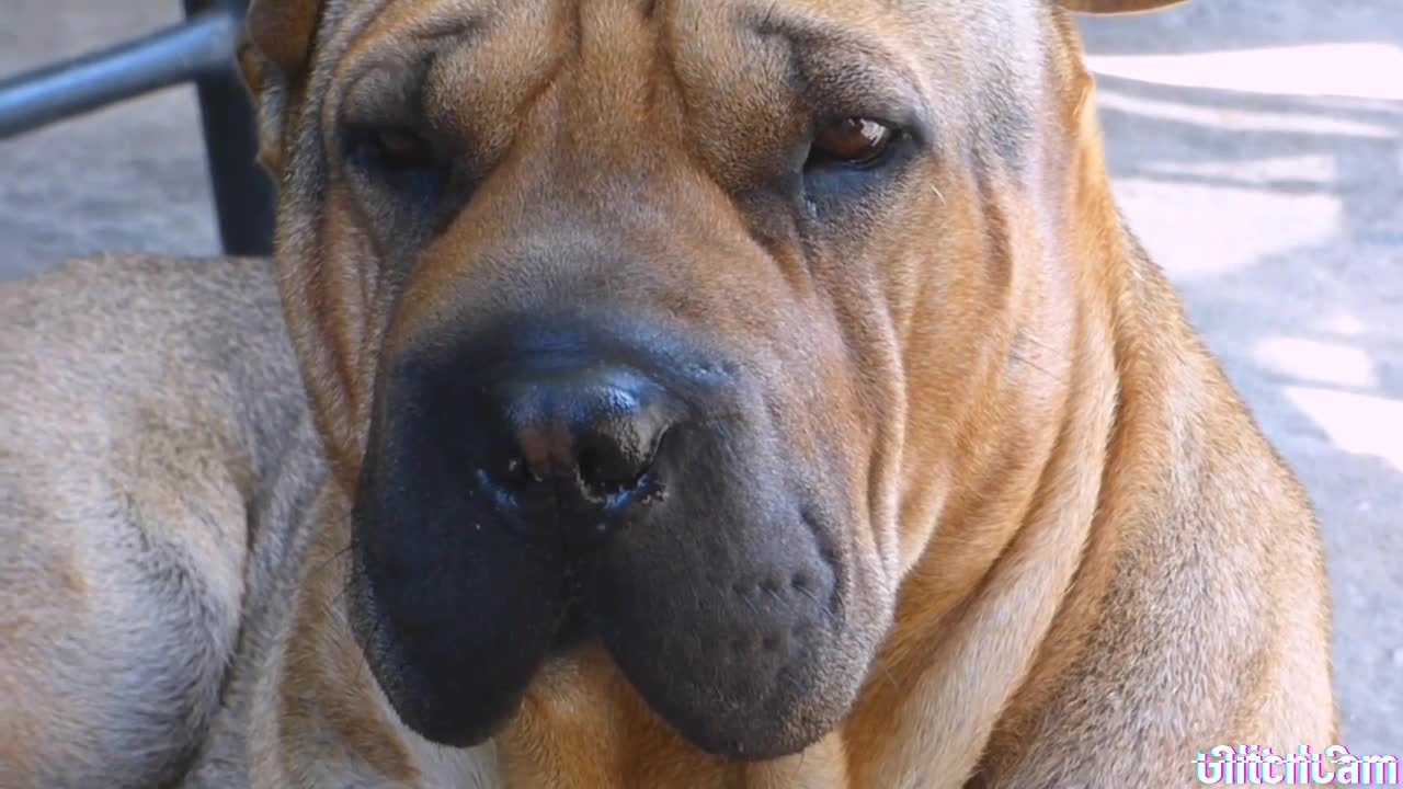 Dogs \ sad
