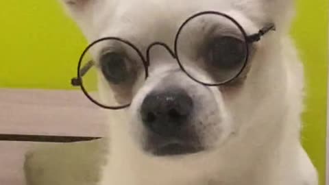 Cute Dog Wearing Doctor Costume