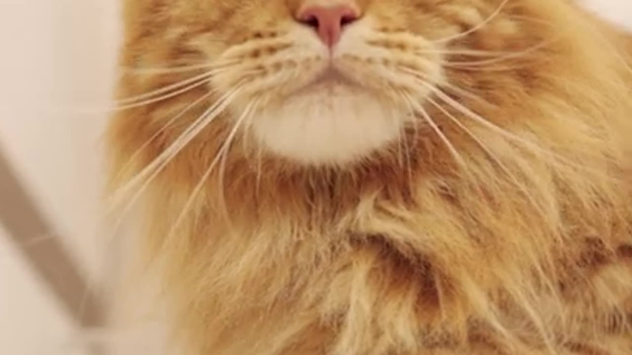 Funny Cat 😺😺 videos 🤣🤣📸📸