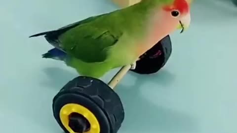 Amazing (Parrot 🦜🦜🦜) short videos. Animal's short videos.