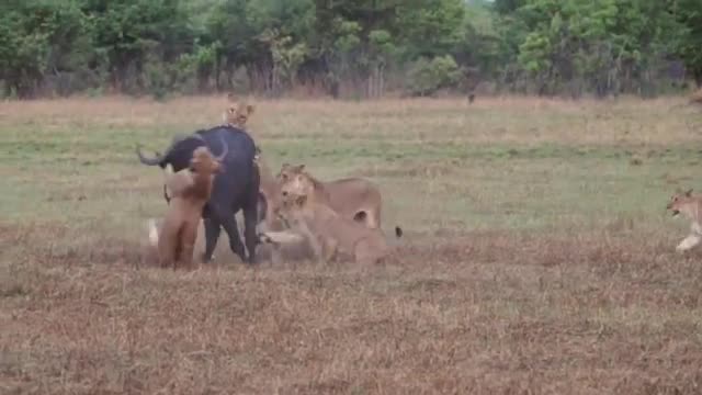 Male lion shows his pride how to take down a buffalo_Cut2