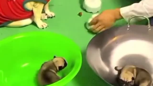 Funny Animals Video #12