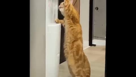 Videos of Cute and Funny Cats to Make You Smile