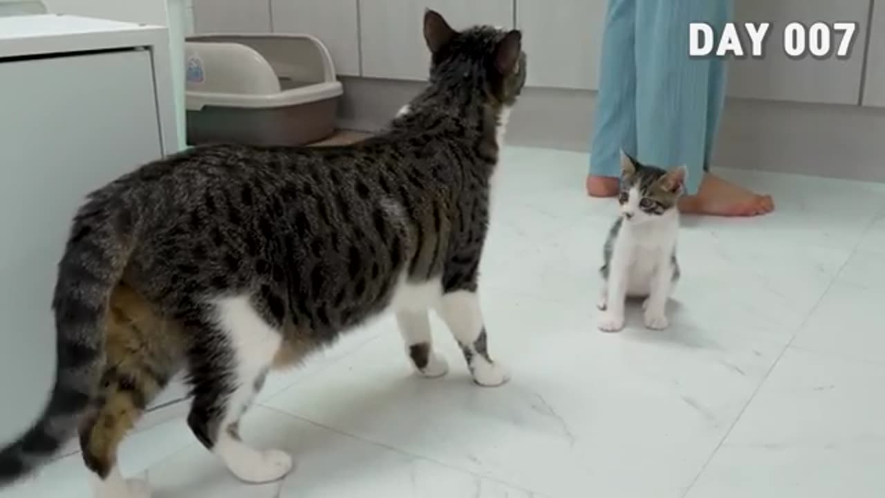 Introducing a Rescued Kitten to the Big Cats