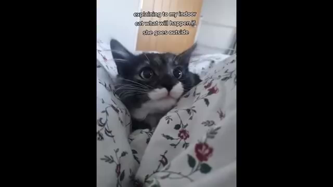 FUNNY CAT MEMES COMPILATION OF 2023 V08